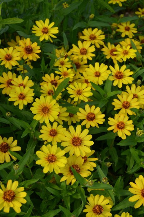 Zinnia x 'Profusion jaune'